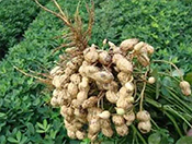 ����Ԫ��ˮ�ܷ��ڻ�����ԇ�á�������ԭ��