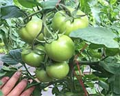 ���t��ˮ�ܷ�Ч���������۹⡿