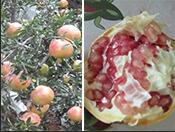 ʯ��ˮ�ܷʰ���Ч��-�Ĵ�