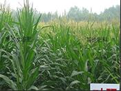 �M��ˮ�ܷ��������ϵķ���Ч�������l��