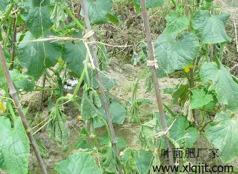黃瓜枯萎病癥狀表現 黃瓜枯萎病癥狀表現