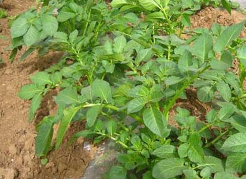 �R����÷�