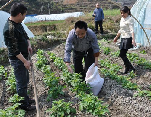 含腐植水溶肥好處 含腐植水溶肥好處