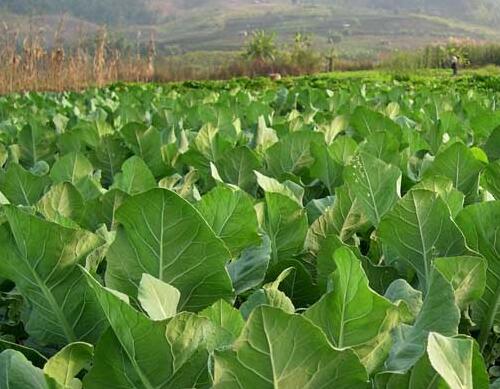 �߲����ʩ��