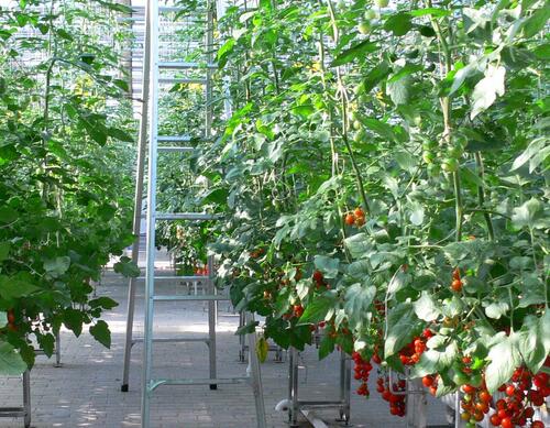 �߲����ʩ��