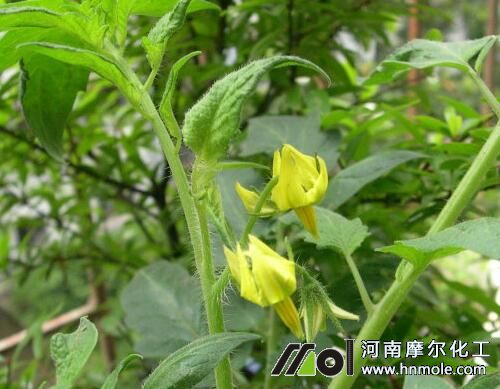 ���t��ǰ׷��