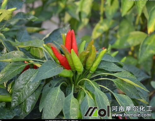 ����ʢ����׷ʩ���ˮ�ܷ�