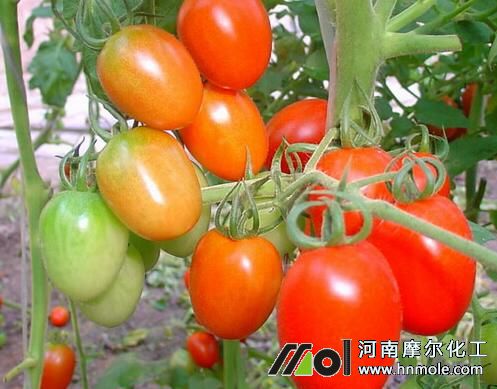 ���t�������ϵ�����