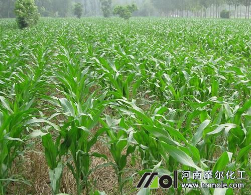 玉米苗期追肥 玉米苗期追肥