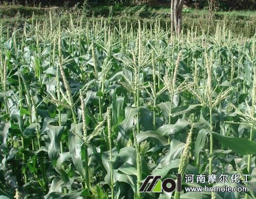 玉米拔節期追肥 玉米拔節期追肥