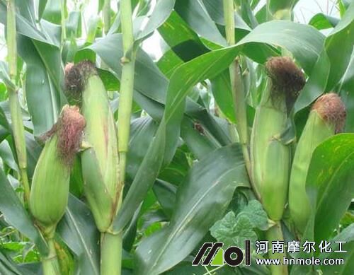 玉米結穗期追肥 玉米結穗期追肥