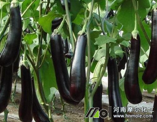 茄子長果時需肥特點 茄子長果時需肥特點