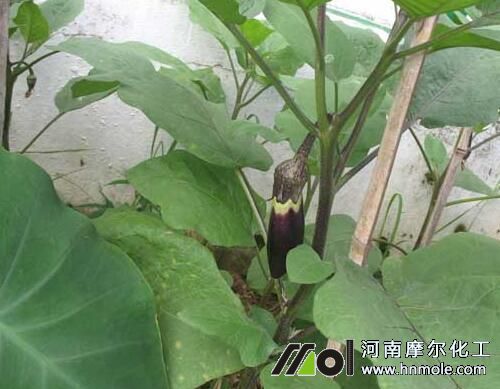 茄子使用高鉀水溶肥 茄子使用高鉀水溶肥