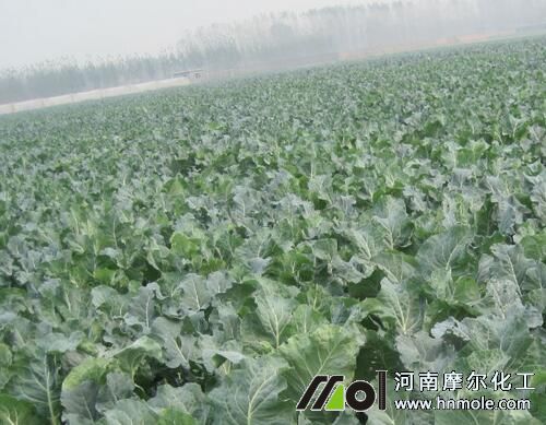 ���m��������c