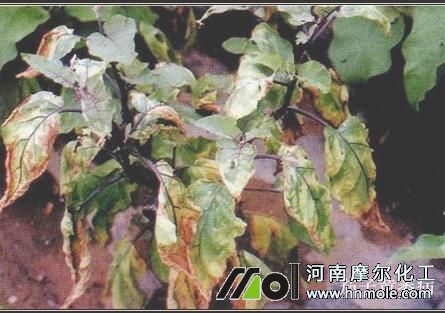 茄子黃萎病 茄子黃萎病