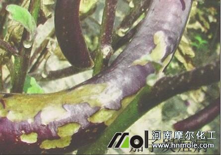 茄子炭疽病 茄子炭疽病