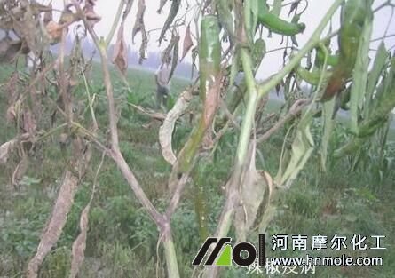 辣椒疫病 辣椒疫病