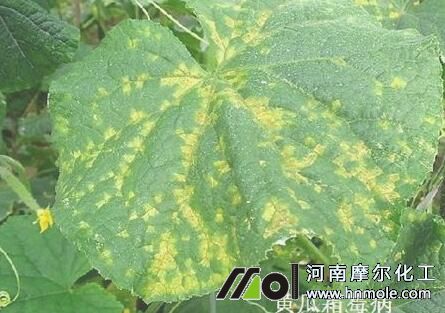 黃瓜霜霉病 黃瓜霜霉病