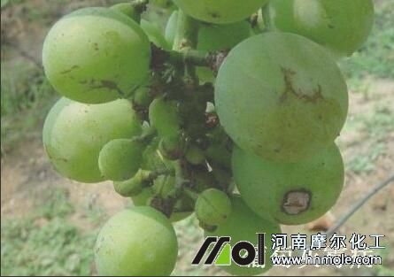 葡萄灰霉病 葡萄灰霉病