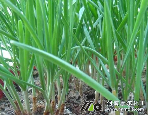 韭菜需肥特點 韭菜需肥特點