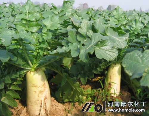 白蘿卜間苗期追施水溶肥 白蘿卜間苗期追施水溶肥