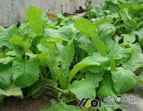 白蘿卜苗期追施水溶肥 白蘿卜苗期追施水溶肥