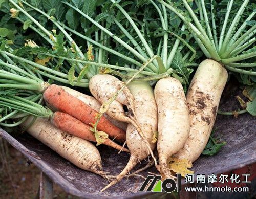 白蘿卜需肥特點 白蘿卜需肥特點