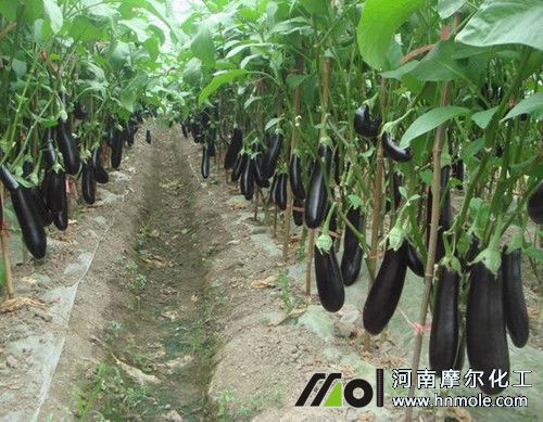 茄子需肥特點(diǎn) 茄子需肥特點(diǎn)