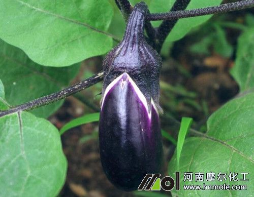 茄子結(jié)果期追施水溶肥 茄子結(jié)果期追施水溶肥