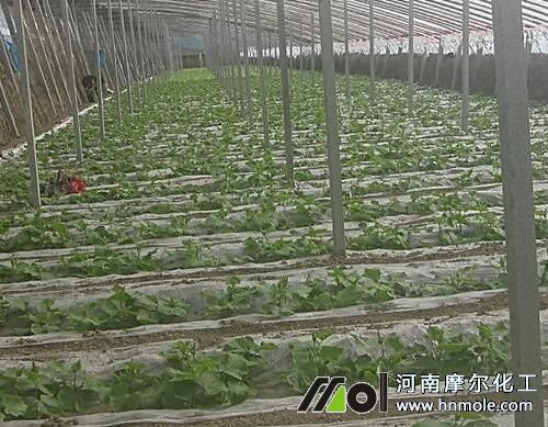 水溶肥施用優點 水溶肥施用優點