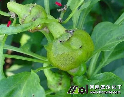 �����仨���ԭ��