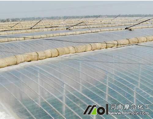 辣椒種植溫度把控 辣椒種植溫度把控