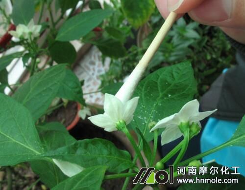 辣椒授粉坐果 辣椒授粉坐果