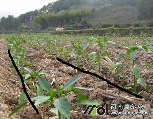 辣椒種植密度 辣椒種植密度