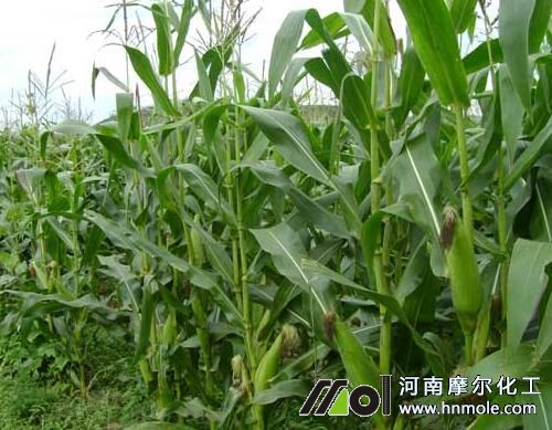 玉米追肥選擇 玉米追肥選擇