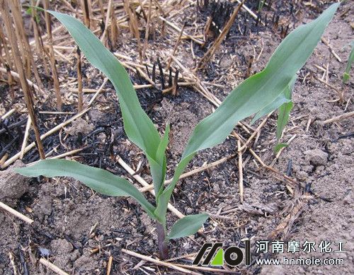 玉米苗期追施水溶肥 玉米苗期追施水溶肥