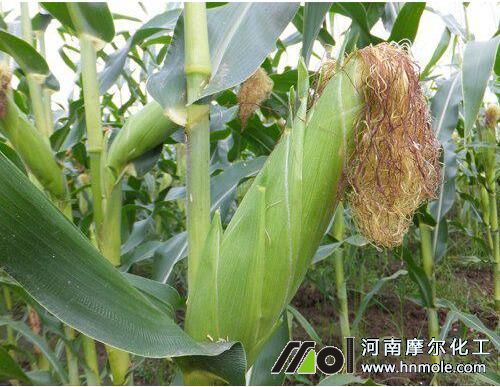 玉米雄穗期追施水溶肥 玉米雄穗期追施水溶肥