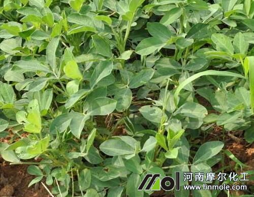 花生需肥特點 花生需肥特點