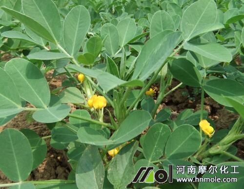 花生花期追施水溶肥