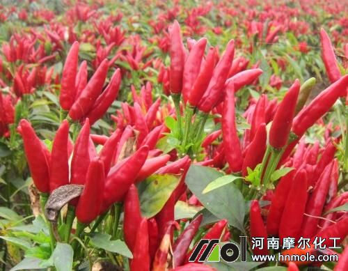 �������Ҏ(gu��)��