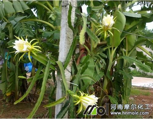 火龍果促花葉面肥選擇 火龍果促花葉面肥選擇