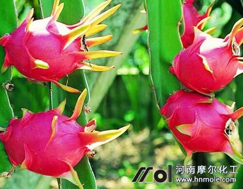火龍果葉面肥用法 火龍果葉面肥用法