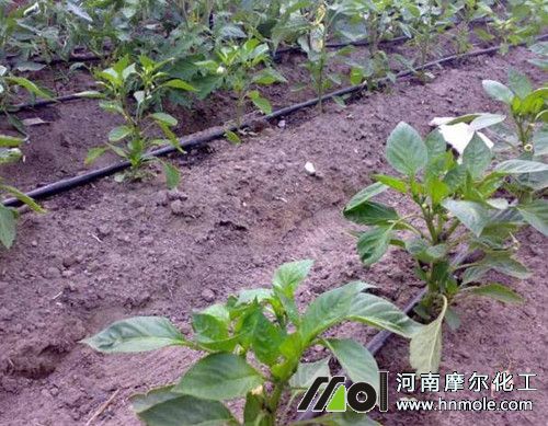 水溶肥高效用法之追肥方式 水溶肥高效用法之追肥方式