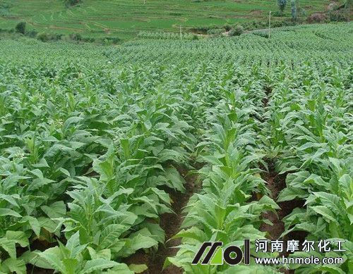 煙葉種植肥料選擇 煙葉種植肥料選擇