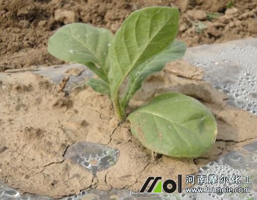 煙葉苗期追施水溶肥 煙葉苗期追施水溶肥