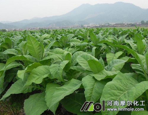 煙葉中后期追施水溶肥 煙葉中后期追施水溶肥