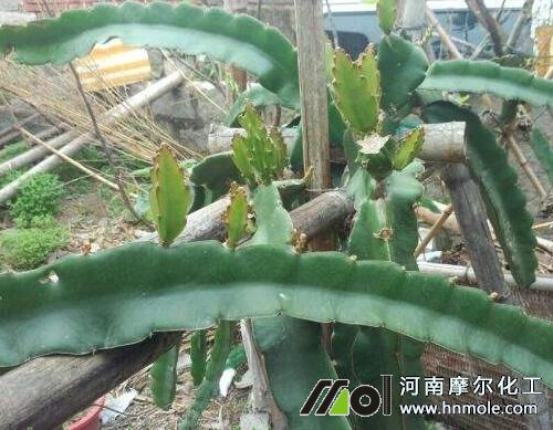 火龍果花芽分化前噴施葉面肥 火龍果花芽分化前噴施葉面肥