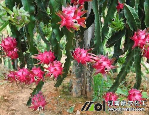 火龍果結果期噴施葉面肥 火龍果結果期噴施葉面肥