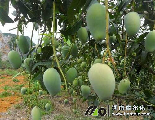 芒果結果期施肥 芒果結果期施肥