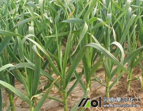 種植大蒜用肥方法 種植大蒜用肥方法